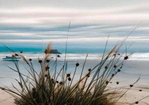 Hamelin Bay Calm | Coastal Grasses & Ocean Art