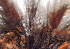 Radiant Canopy Sunrise | Autumn Light Digital Print