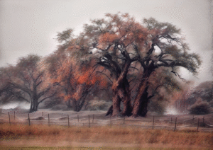 Misty Baobab Grove  | Tranquil African Trees Art