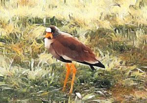 Red-wattled Lapwing Digital Art Print – Wall Decor