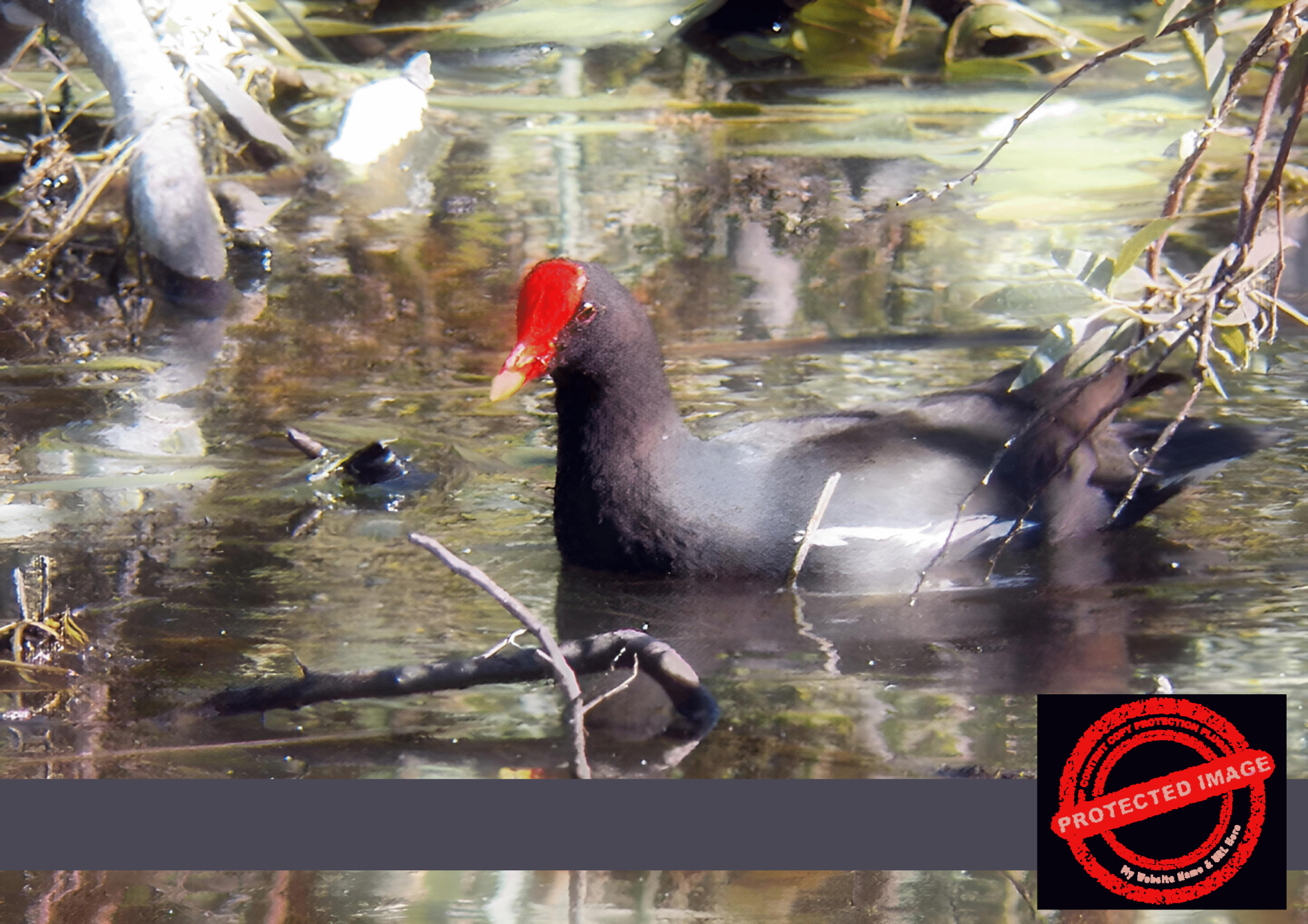 Common Moorhen Art | Tranquil Wetland Bird Decor