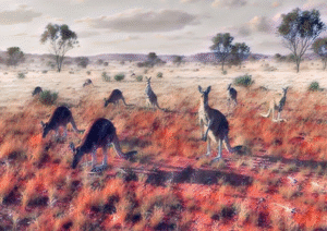 Outback Kangaroos Exclusive NiJaLoArt digital Art