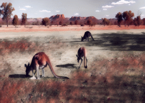 Kangaroos grazing in the Australian outback