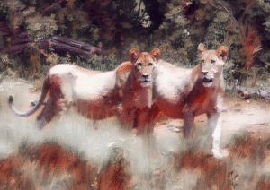 Two Lionesses in a sunlit, painterly bush scene