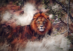 A majestic Male Lion resting in painterly grass