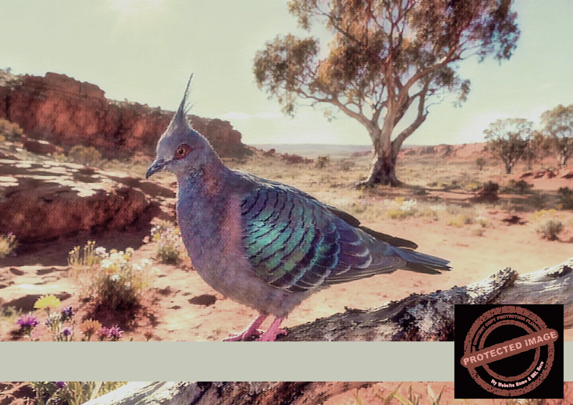 Crested Pigeon from Exmouth, Western Australia