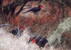 Southern Ground Hornbills | African Rarity Art