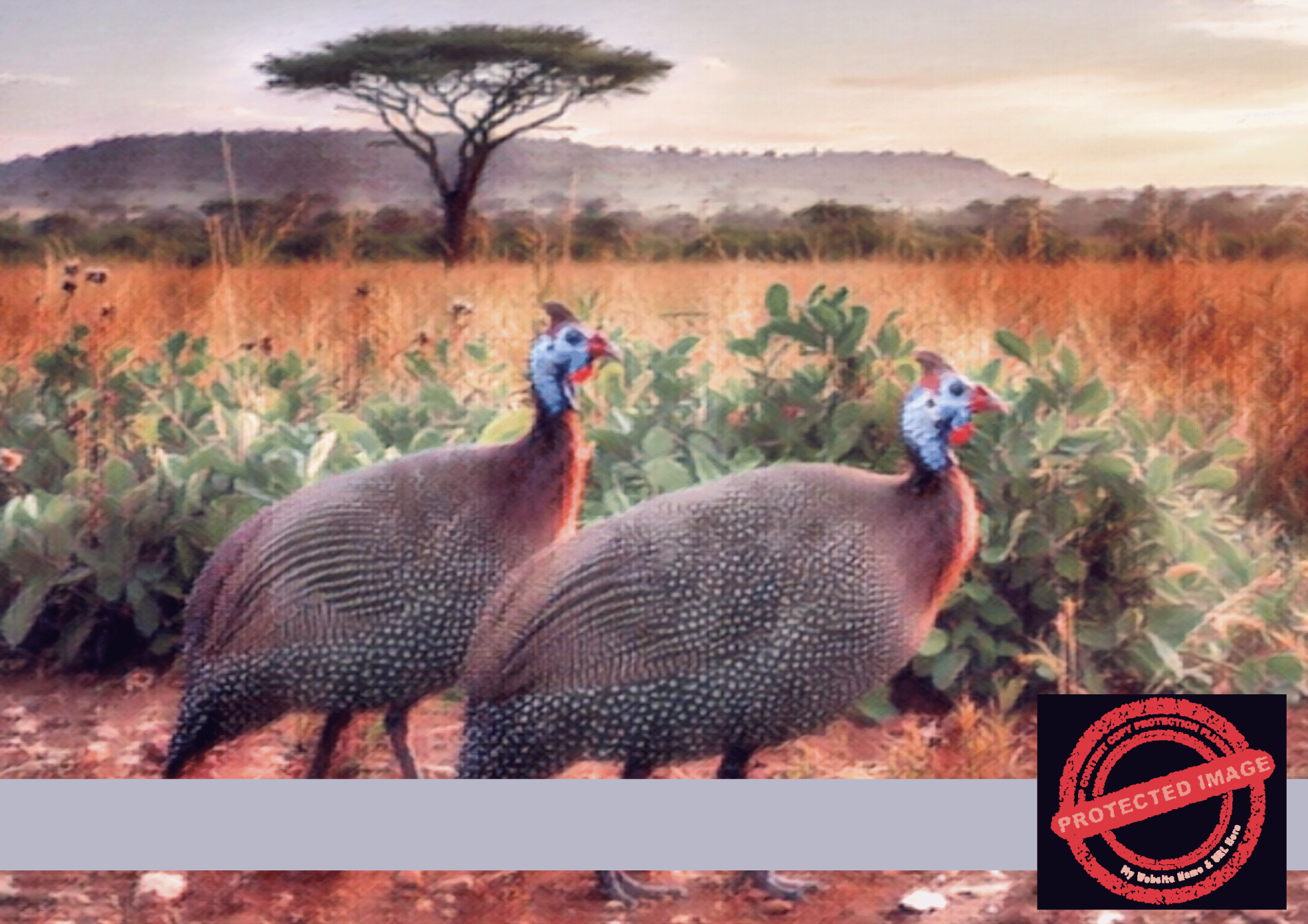 Helmeted Guineafowl – Digital Print | Savannah