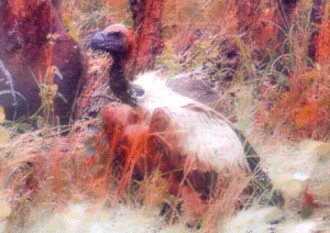 African Vulture – Digital | Wild Bush Sentinel