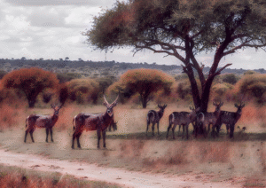 Waterbuck Gathering Under the Acacia in Africa